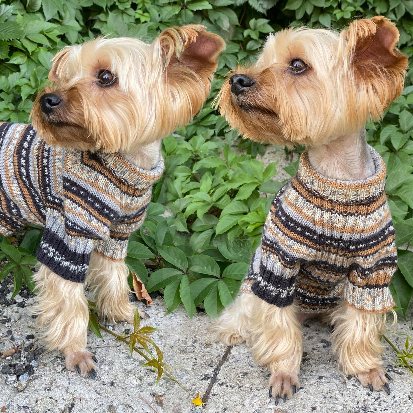 Knitting Dog sweater pattern, US standard terms, Skill level beginner