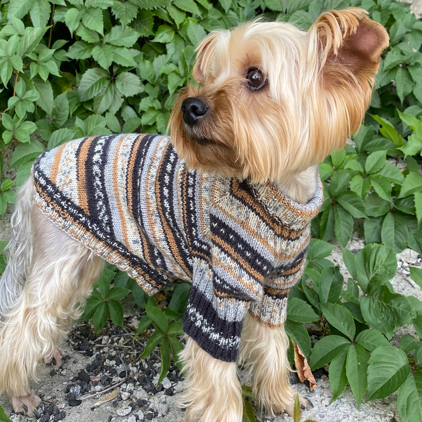 Knitting Dog sweater pattern, US standard terms, Skill level beginner