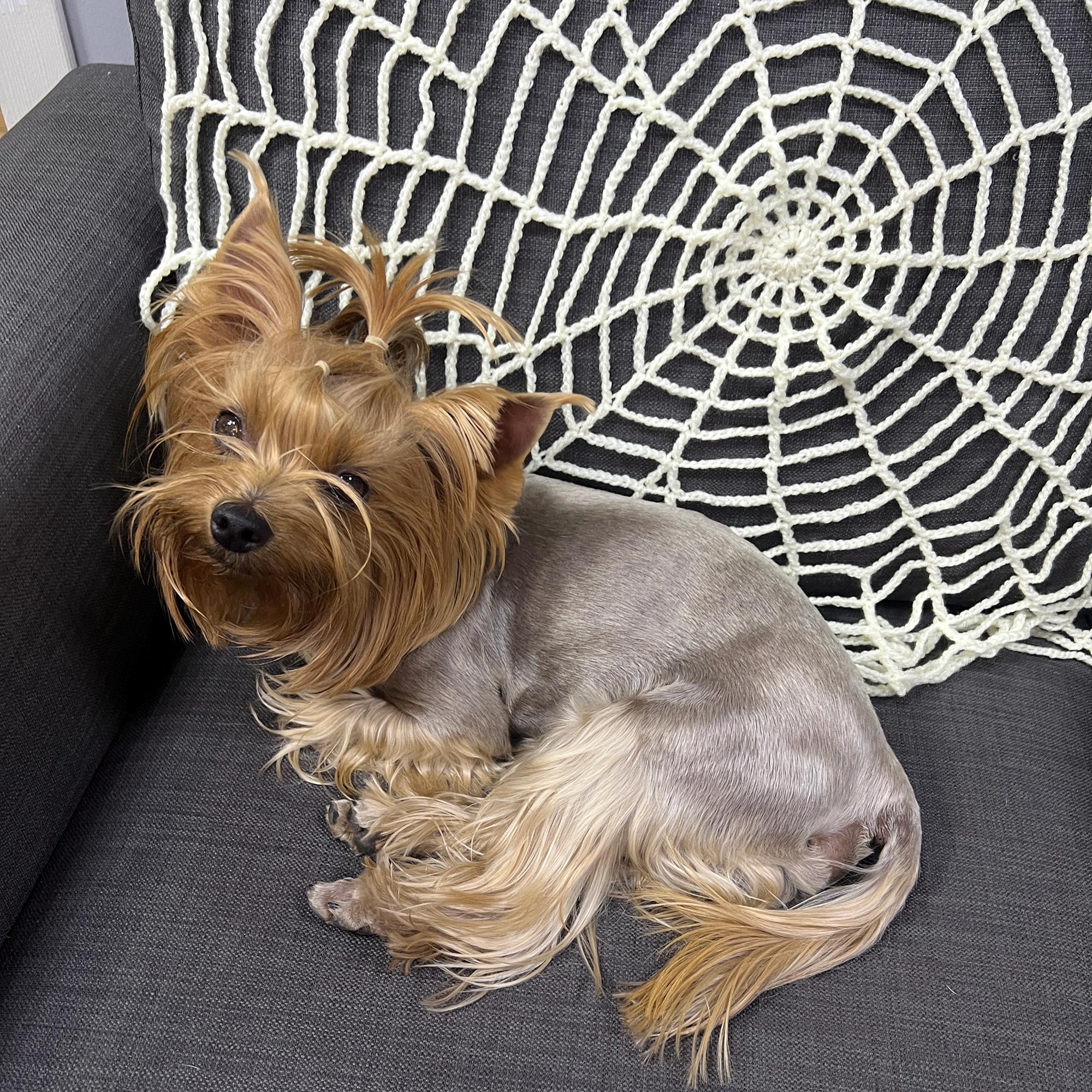 Halloween WEB CROCHET PATTERN, Halloween Home Decor Pdf Pattern, Spiderweb Crochet Pattern, Easy Crochet Pattern, Halloween Decor Beginner